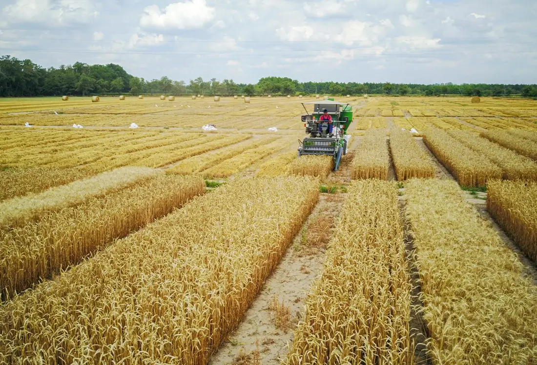 Zürn Landmaschine auf dem Weizenfeld bei der Ernte
